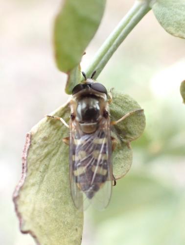 Réf. 277 037 : Eupeodes sp.